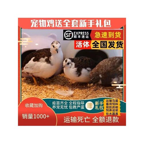 网红宠物鸡活物观赏鸡活体全色系迷你宠物40-60天青年鸡顺丰包邮