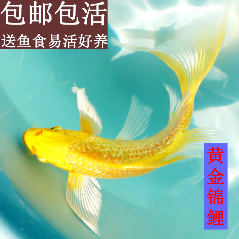金鱼活鱼黄金锦鲤鱼鱼龙凤锦鲤活鱼好养冷水观赏鱼小鱼苗活体