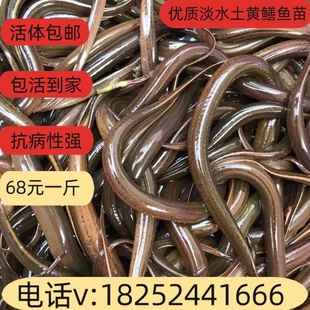 包邮一百条起淡水养殖黄鳝鱼苗黄鳝水花鱼苗小黄鳝鱼苗活体鳝鱼苗