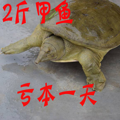 甲鱼活体鲜活包邮食用养殖卤味小甲鱼苗小中华鳖水鱼团鱼公雄青黄