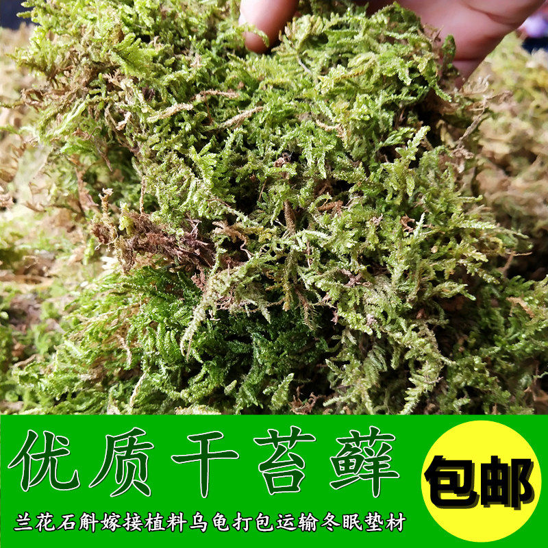 优质干苔藓水苔蝴蝶兰养兰花专用营养土多肉食虫植物水草苔藓厂家