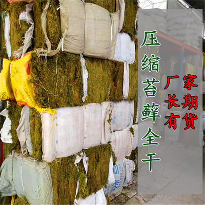 石斛种植嫁接乌龟冬眠干苔藓