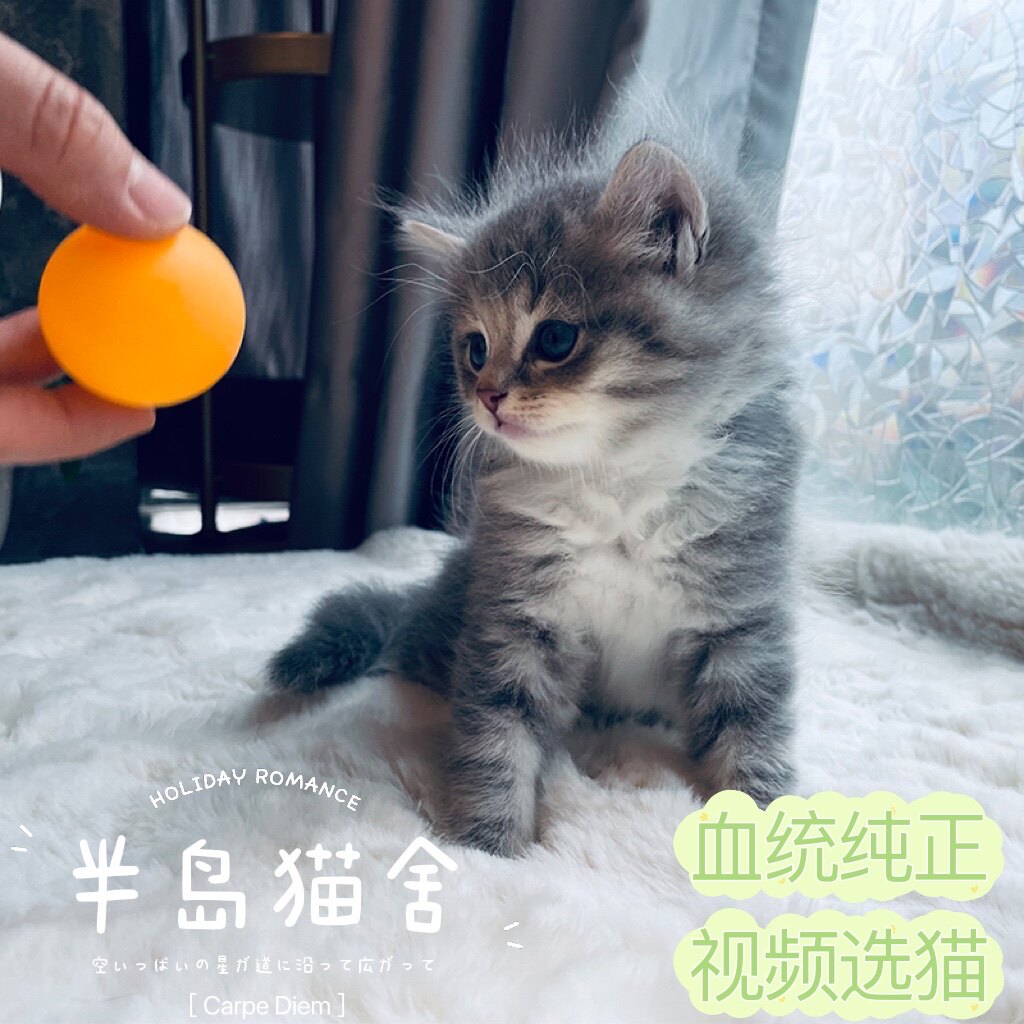 挪威森林猫幼猫活体赛级纯正血统长毛仙女猫宠物猫咪布偶猫咪活物