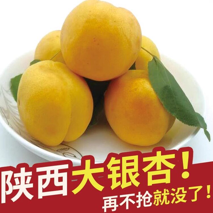 顺丰陕西大银杏大黄杏甜杏仁无酸新鲜水果杏子时令孕妇非金太阳杏