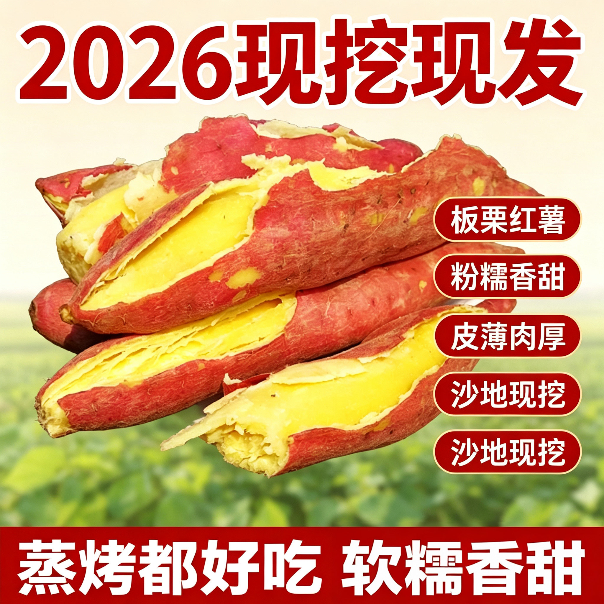 陕西北田渭河边沙土地板栗红薯