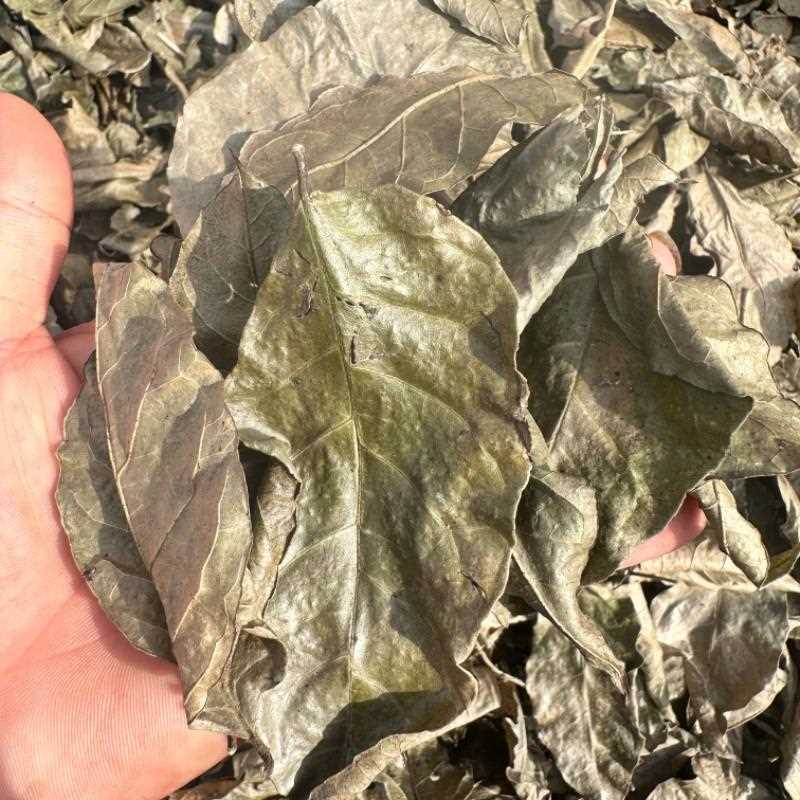 新疆包邮农家黄皮树叶 黄皮叶 干黄皮叶子 油皮叶 油梅叶子 500克