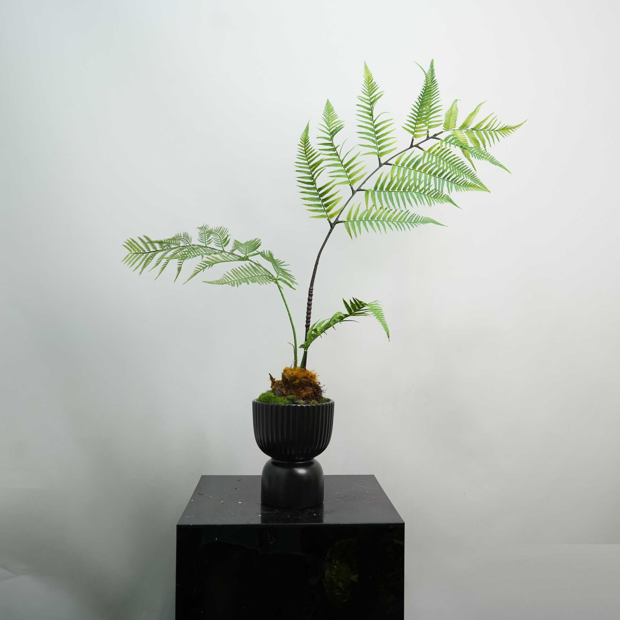 金丝猴蕨盆景中式日式收低花盆大口径收底花器植物盆栽盆景花盆金