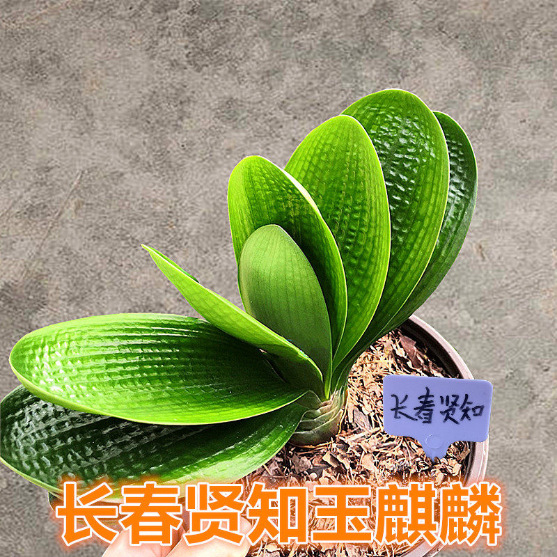 长春精品君子兰珍珠玉麒麟圆头宽叶麻脸短叶元宝和尚油匠蜡膜绿植