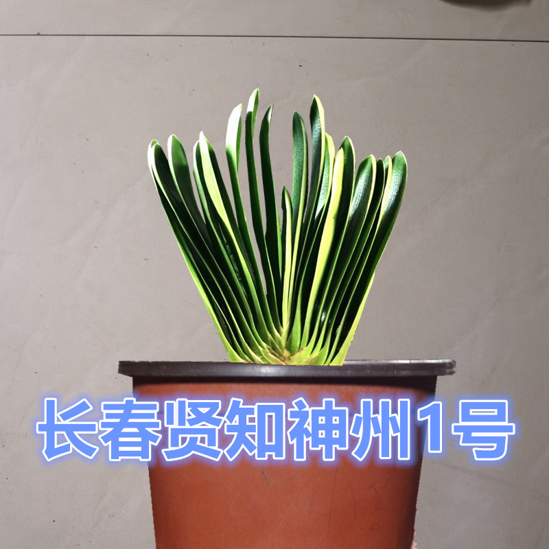 长春贤知君子兰 神州1号 油匠麻脸坑纹宽叶小苗短叶立板插座绿植