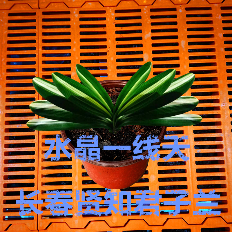 长春贤知新品君子兰 一线天金丝彩兰 鸳鸯水晶福伦 小苗绿植盆栽