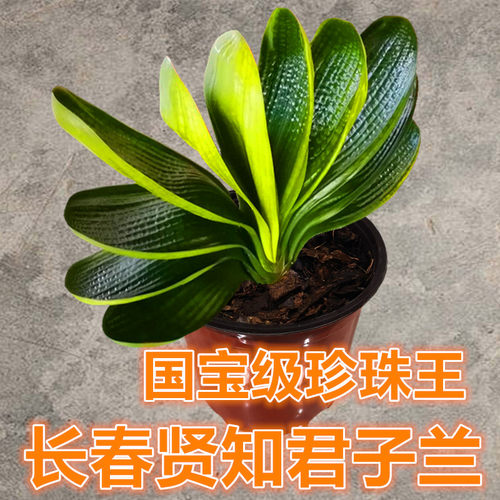 长春名贵君子兰绿植盆栽