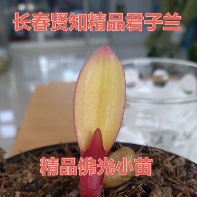 君子兰美观小巧绿植包邮测试推荐