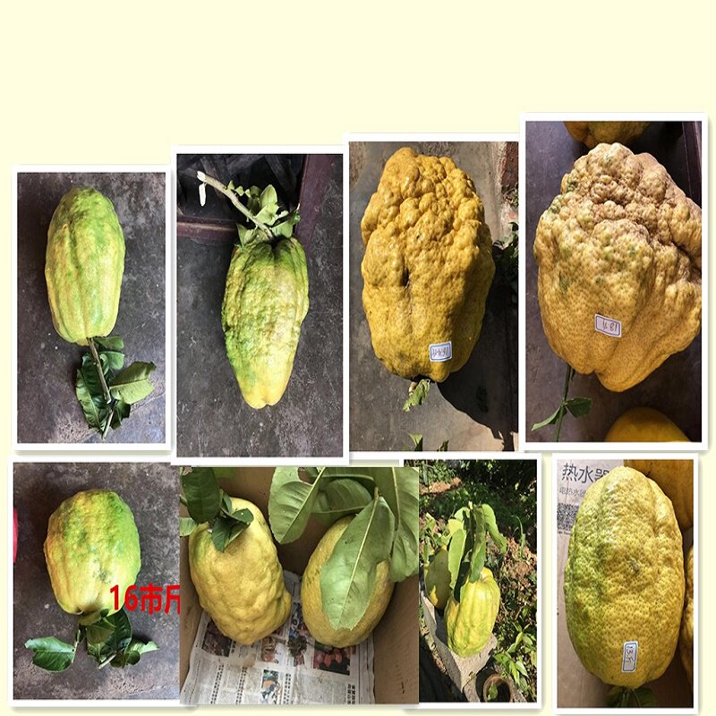 香橼苗带土发香橼果树苗绿植盆栽水果树苗香圆花卉枸橼苗云南特产