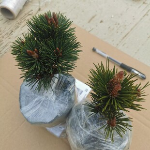 黑松小苗松树苗雪松树苗白皮松千寿丸黑松盆景苗实生五针松苗