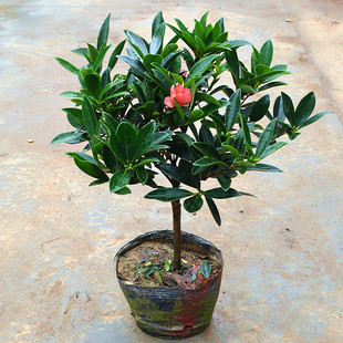 四季杜鹃红山茶花树苗带花苞阳台庭院的绿植花卉盆栽室内好养易活