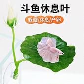 斗鱼休息叶休息床鱼缸造景装 饰仿真鱼缸水草躲避荷叶睡觉床产卵叶
