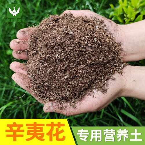 辛夷花盆栽多少钱 辛夷花盆栽价格 小麦优选