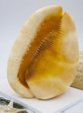 黄金万宝螺金黄色海螺贝壳四大名螺家居摆件装饰鱼缸造景收藏送礼