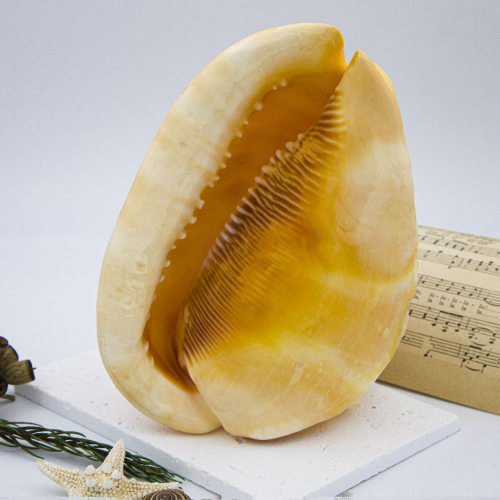 天然海螺贝壳四大名螺黄金万宝螺