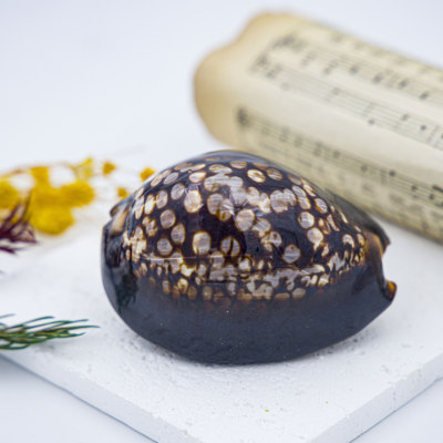 天然海螺贝壳龟甲宝螺标本螺