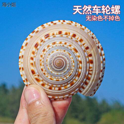 海贝艺家草帽螺天然贝壳