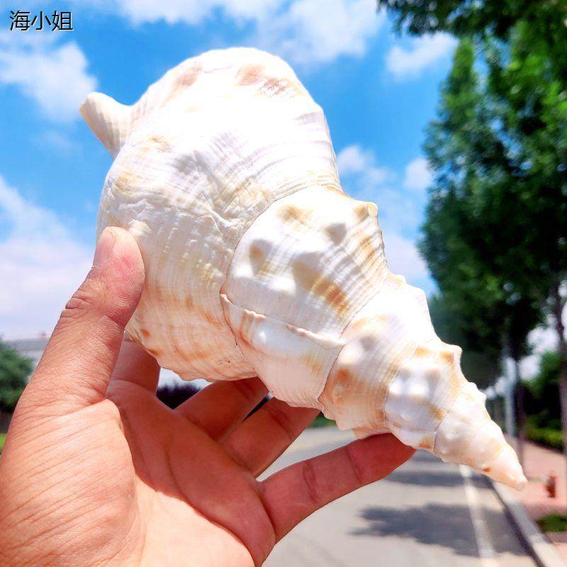 超大白蛙螺天然海螺贝壳收藏摆件鱼缸造景号角可吹标本玩具装饰品