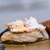 高贵千手螺天然海螺贝壳稀有标本收藏螺家居橱窗摆件鱼缸造景装 饰