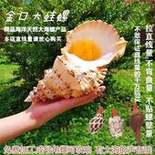 天然真海螺贝壳摆件工艺品鱼缸造景海螺超级特大号角可吹玩具深海