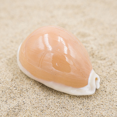 宝螺合集标本螺鱼缸水族箱