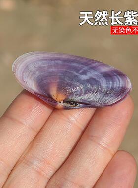 长紫蛤天然海螺紫色贝壳水族家居造景装饰品鱼缸收藏摆件拍摄道具