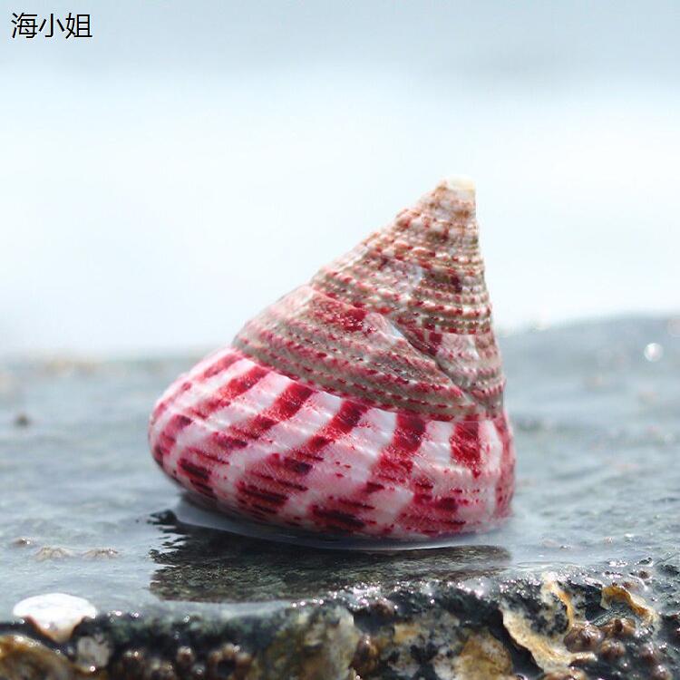 红塔螺猫眼蝾螺白绿天然