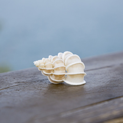 绮狮螺天然海螺贝壳稀有标本