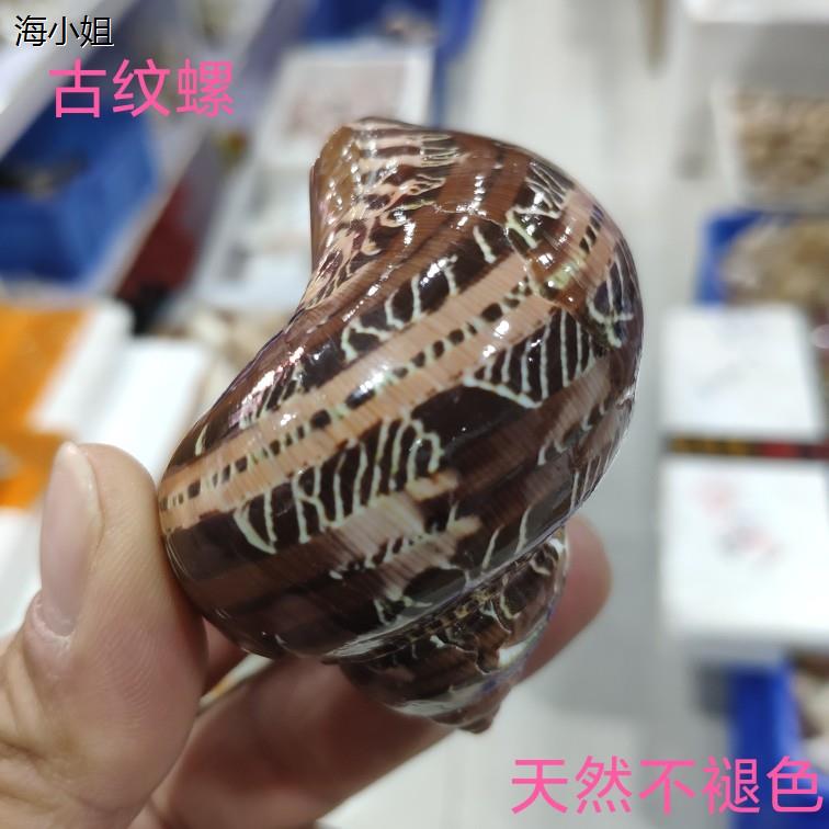 古纹螺天然海螺贝壳贝鱼
