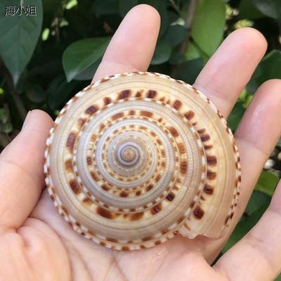 天然贝壳海螺草帽螺车轮
