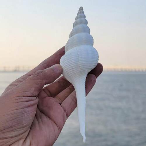 精美天然海螺贝壳白法旋螺鱼缸水族造景拍摄道具摆件地中海装饰