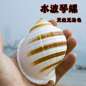 天然水波琴螺贝壳挂件手工无染色海螺装 饰品鱼缸标本