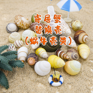 饰品手工diy鱼缸造景 寄居蟹替换壳蜗牛天然贝壳海螺迷你小贝壳装