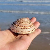 天然大海螺贝壳车轮螺草帽螺贝壳海螺地中海创意微景观漂流瓶鱼缸