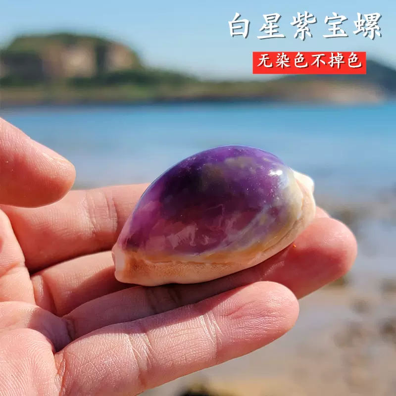 天然稀有海螺贝壳地图宝螺白紫宝螺地中海家居收藏装饰创意礼物