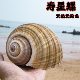 天然贝壳海螺寿星螺大号螺旋壳装 盘 饰收藏品手工无染色鱼缸装