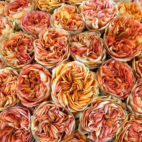 花的品种销量排行榜 花的品种品牌热度排名 小麦优选