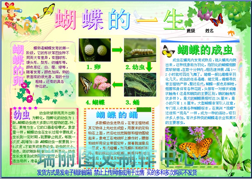 蝴蝶的一生彩色电子小报昆虫观察日记板报科普知识手抄报模板1357