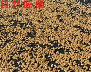 山东实生树银杏果白果新鲜（1件=13.95/5斤）全国大部分包邮