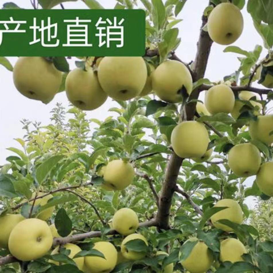 正宗河南灵宝寺河山黄元帅黄金帅黄苹果新鲜当季水果黄香蕉苹果鲜