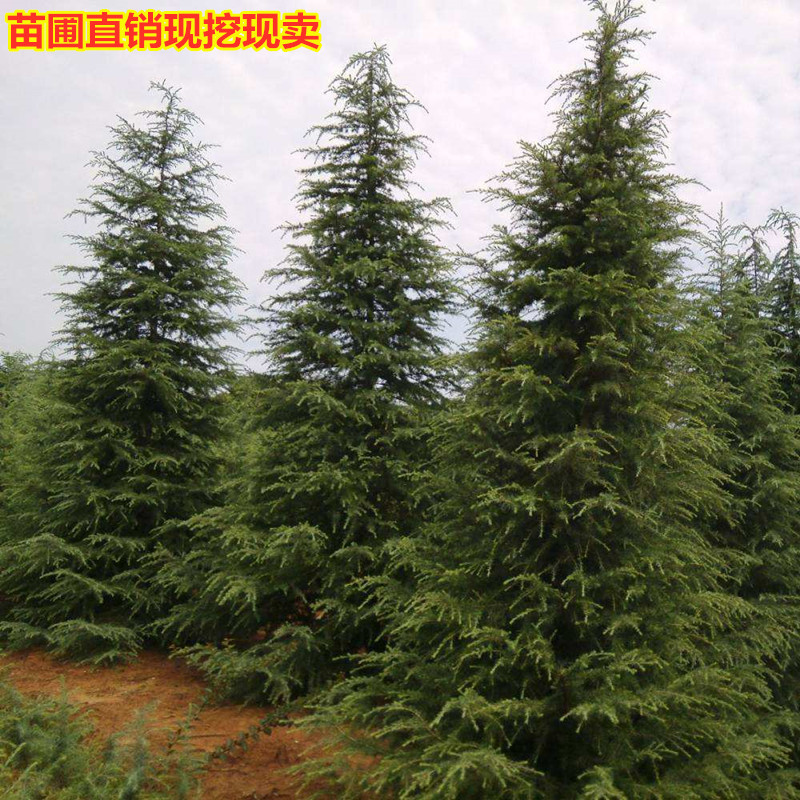 绿化苗木松树苗雪松宝塔松四季常