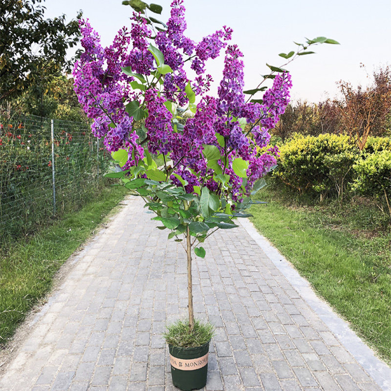 丁香花苗庭院阳台盆栽地栽花卉植