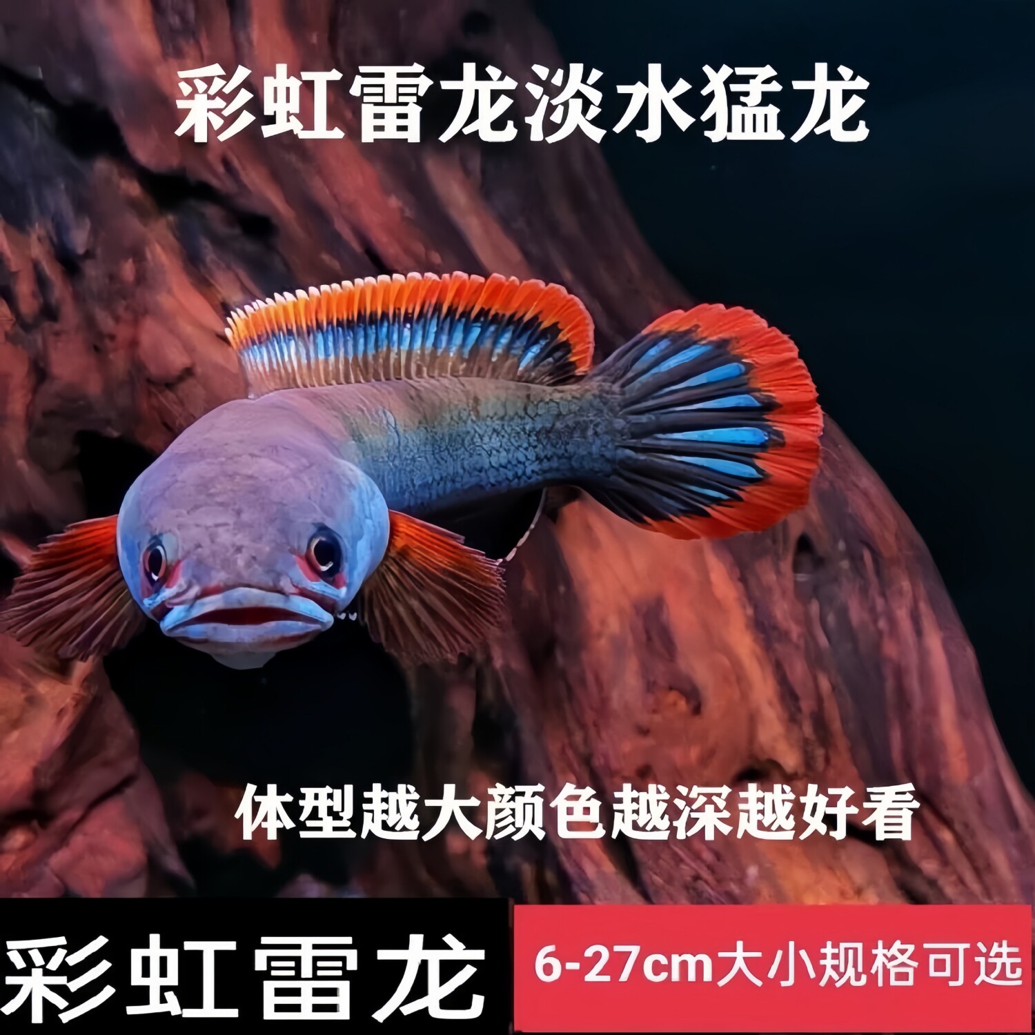 彩虹雷龙鱼活体冷水淡水耐养图片