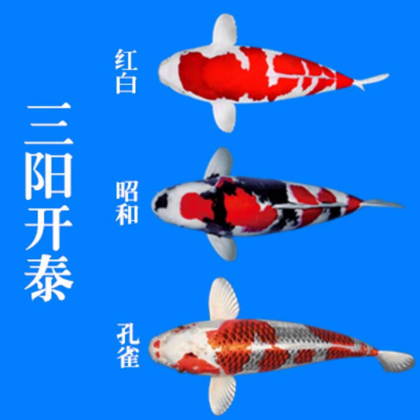 锦鲤淡水活鱼红白大正昭和白写绯泻茶鲤冷水淡水观赏鱼包邮包活