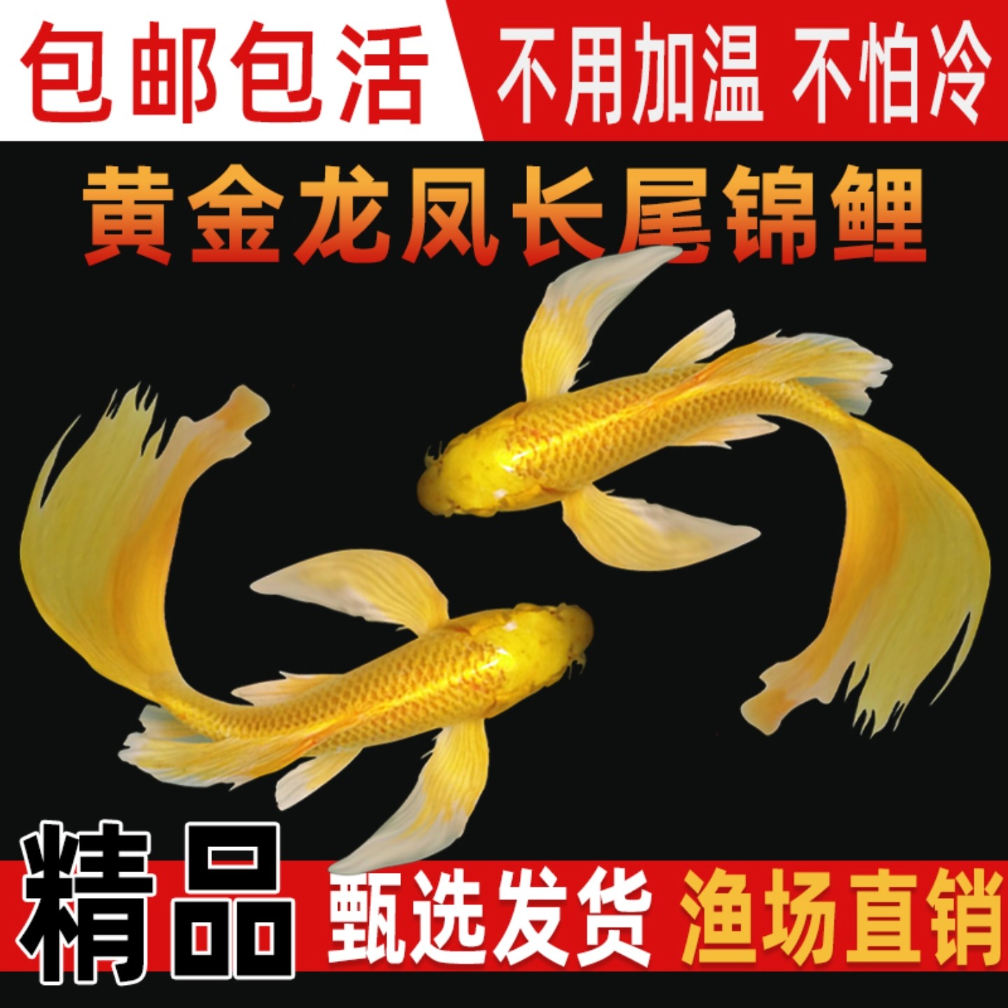 纯种黄金龙凤锦鲤 长尾活体观赏鱼 淡水冷水鱼好养耐活鱼苗好养活