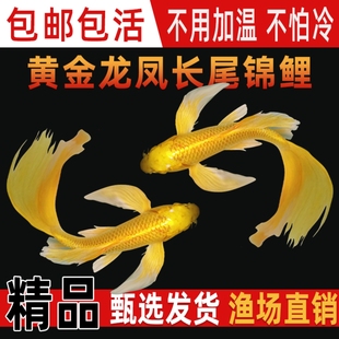 纯种黄金龙凤锦鲤 长尾活体观赏鱼 淡水冷水鱼好养耐活鱼苗好养活
